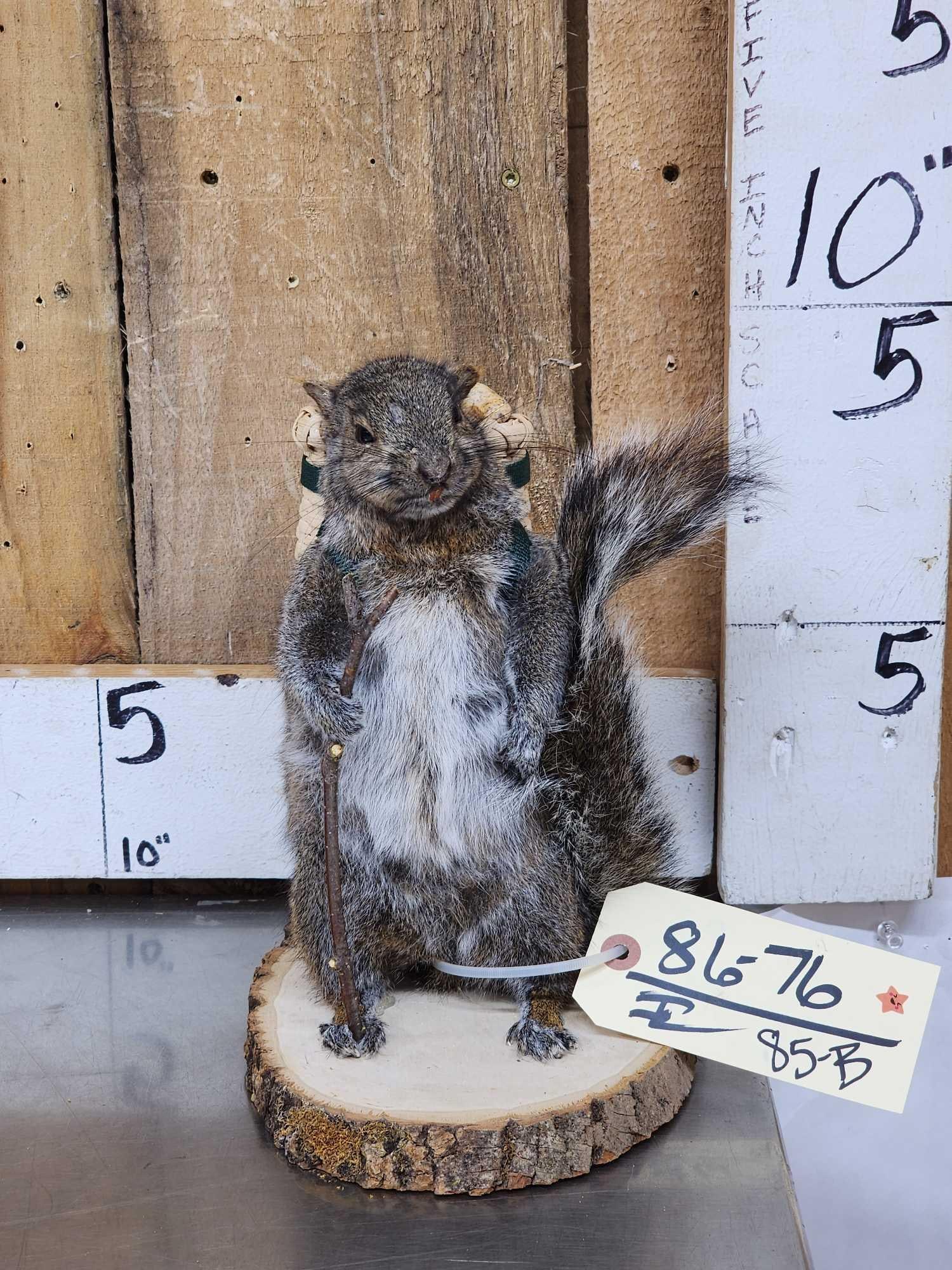 Backpacking Squirrel Full Body Taxidermy Mount (1 of 5)