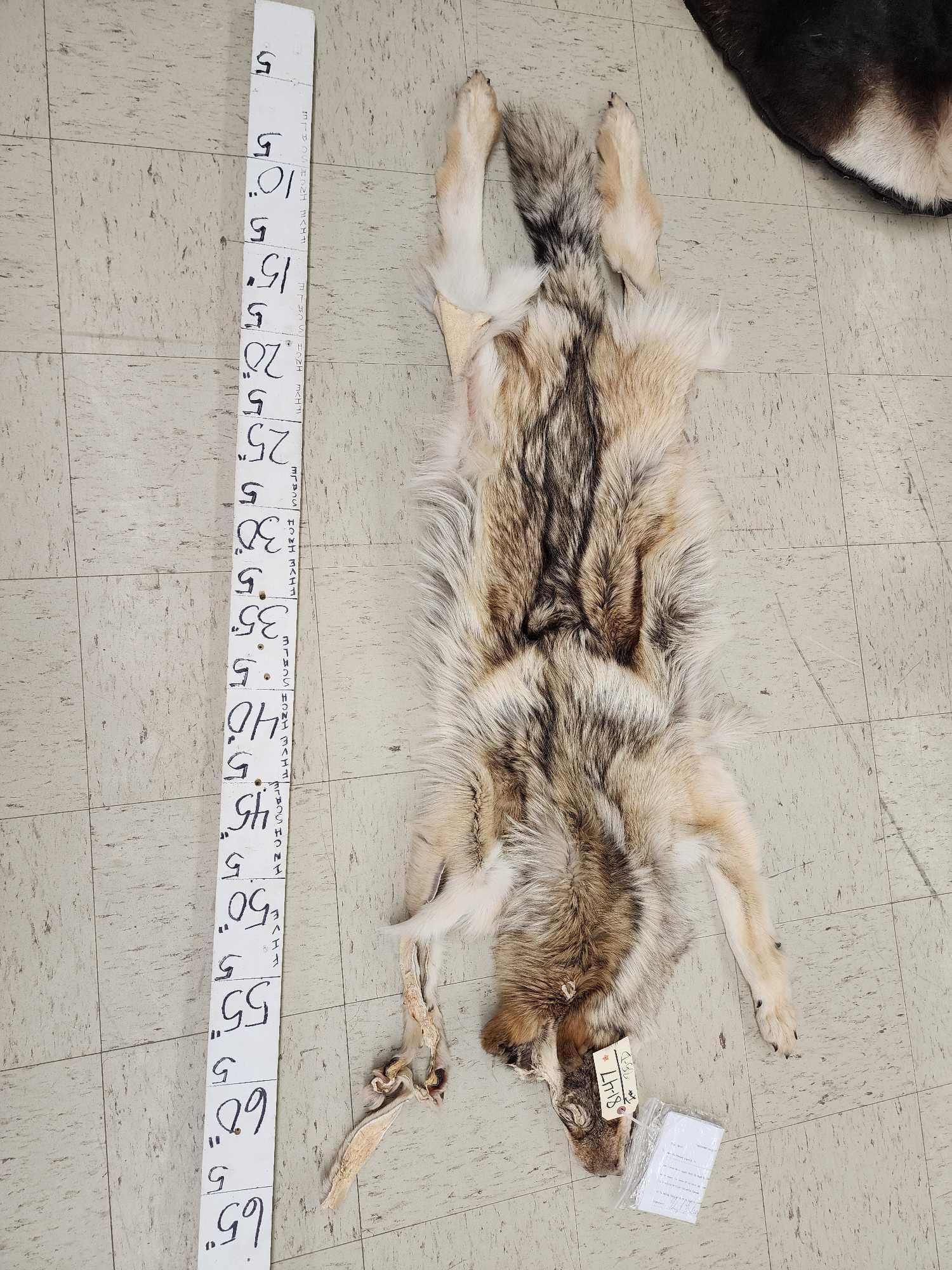 Canadian Wolf Soft Tanned Fur (1 of 4)