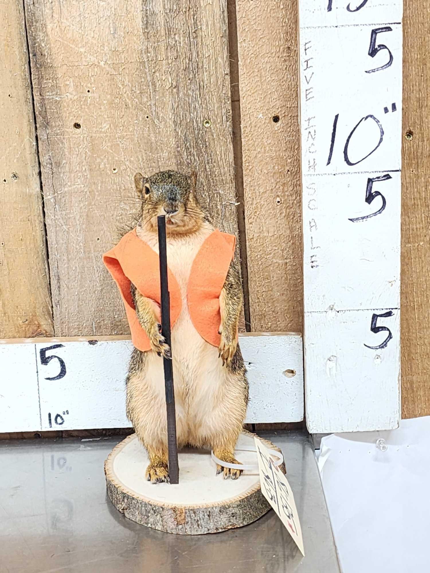 Hunting Squirrel Full Body Taxidermy Mount (1 of 3)