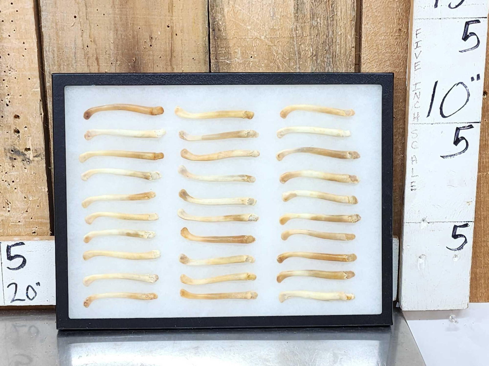 30 Otter Baculums Taxidermy: 52.51 Great for crafts or jewelry