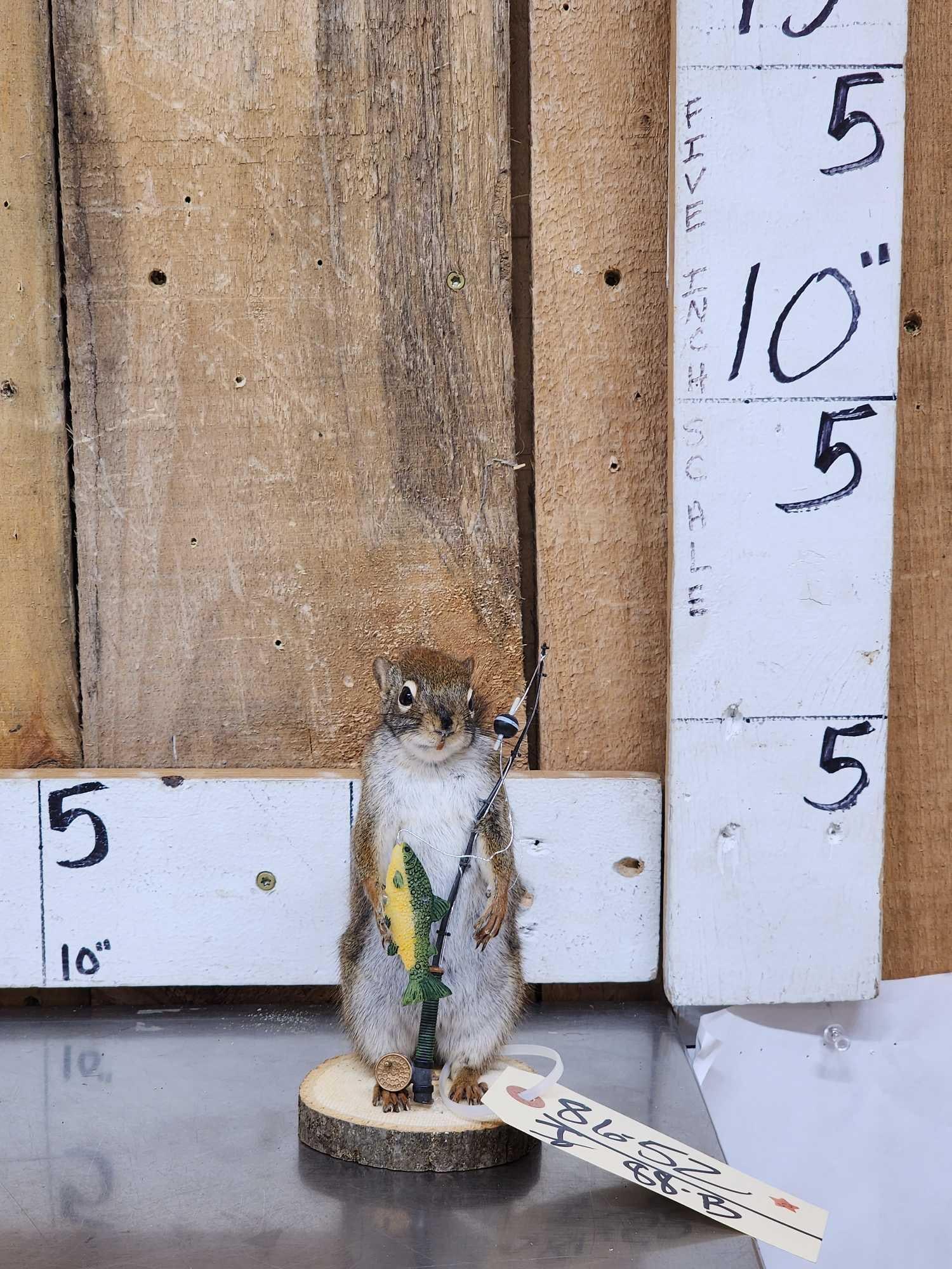 Fishing Squirrel Taxidermy Mount (1 of 4)