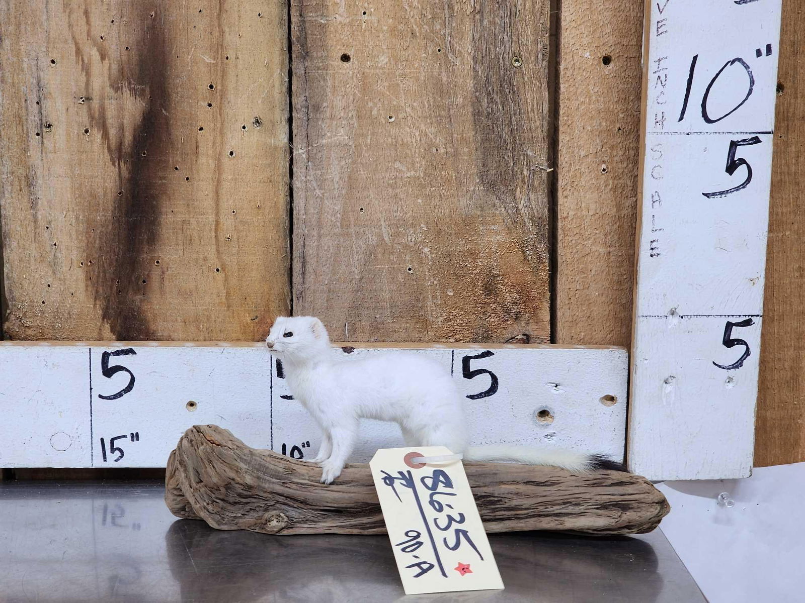 White Weasel Full Body Taxidermy Mount (1 of 4)