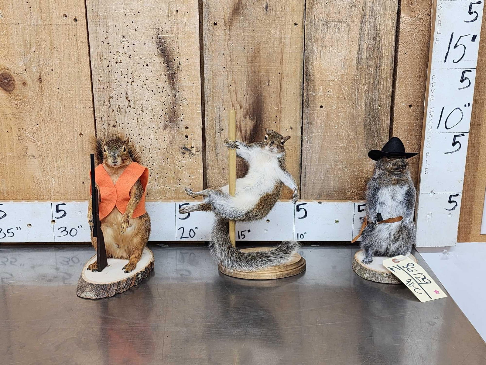 3 Cute Critters Taxidermy Lot (1 of 10)
