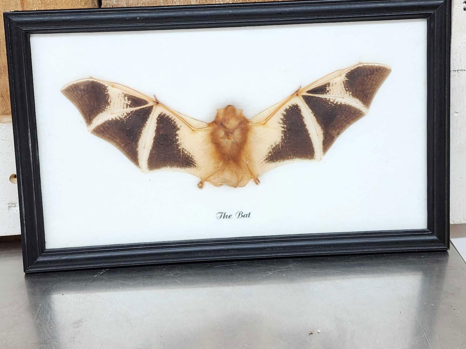Bat In A Frame Taxidermy Mount (1 of 2)