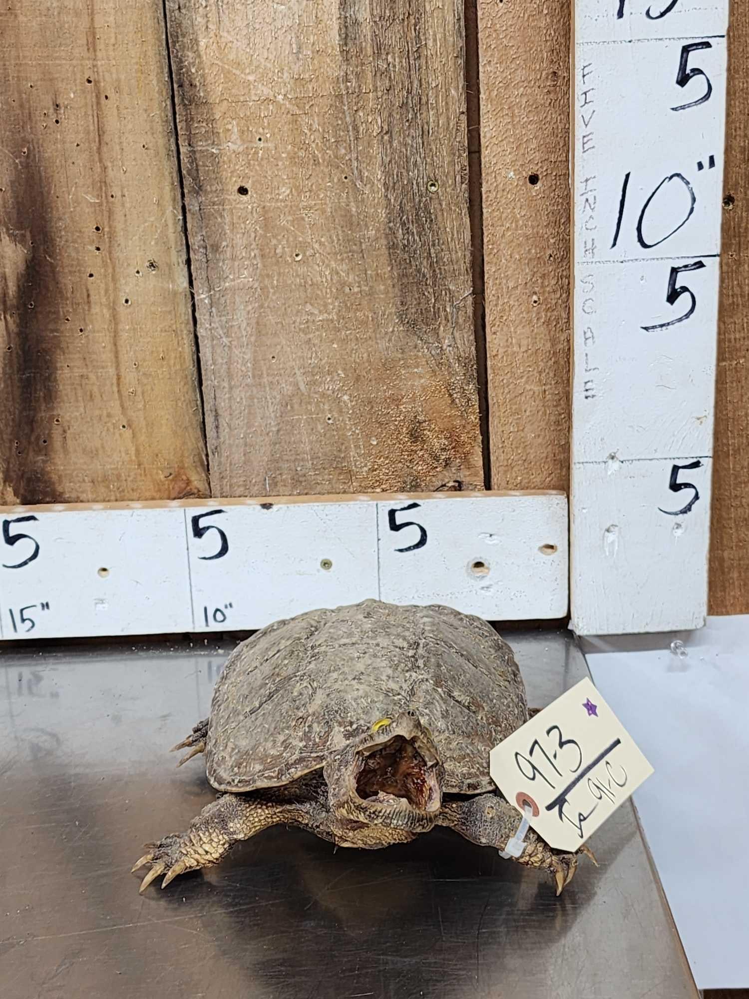 Snapping Turtle Full Body Taxidermy Mount (1 of 5)