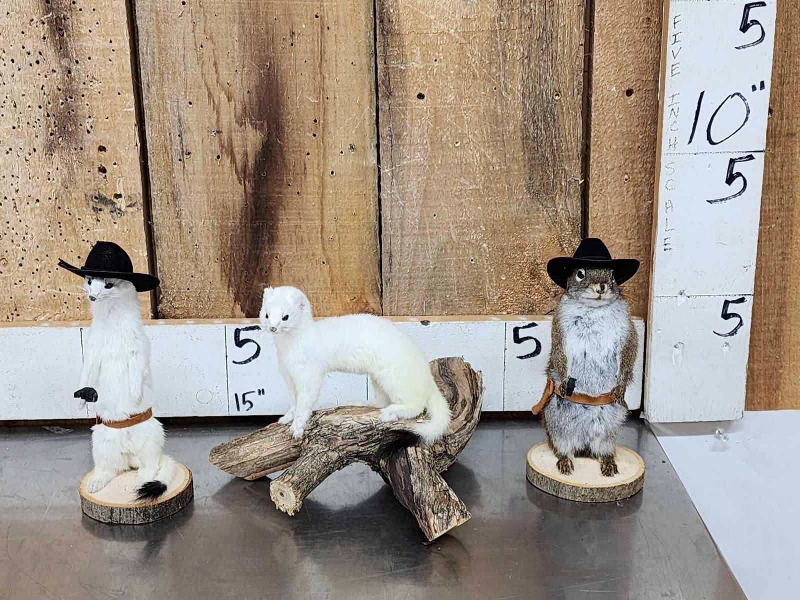 3 Cute Critters Taxidermy Lot (1 of 10)