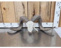 Big Ram Sheep Skull Taxidermy (1 of 4)