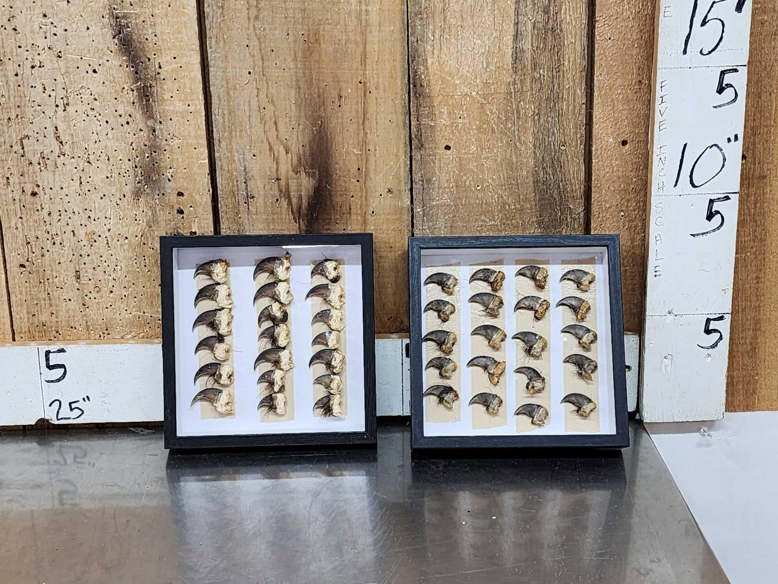 40 Black Bear Claws Taxidermy: 73.3 Great for crafts or jewelry