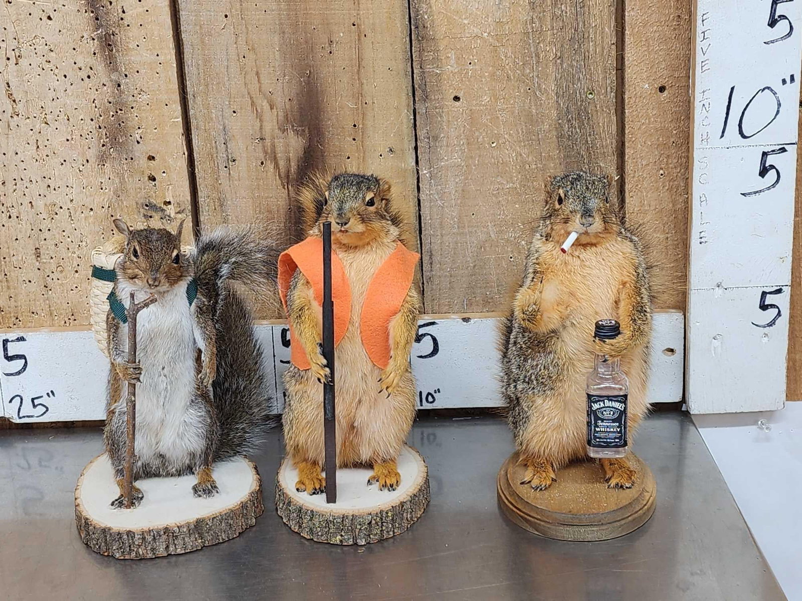 3 Cute Critters Taxidermy Lot (1 of 10)