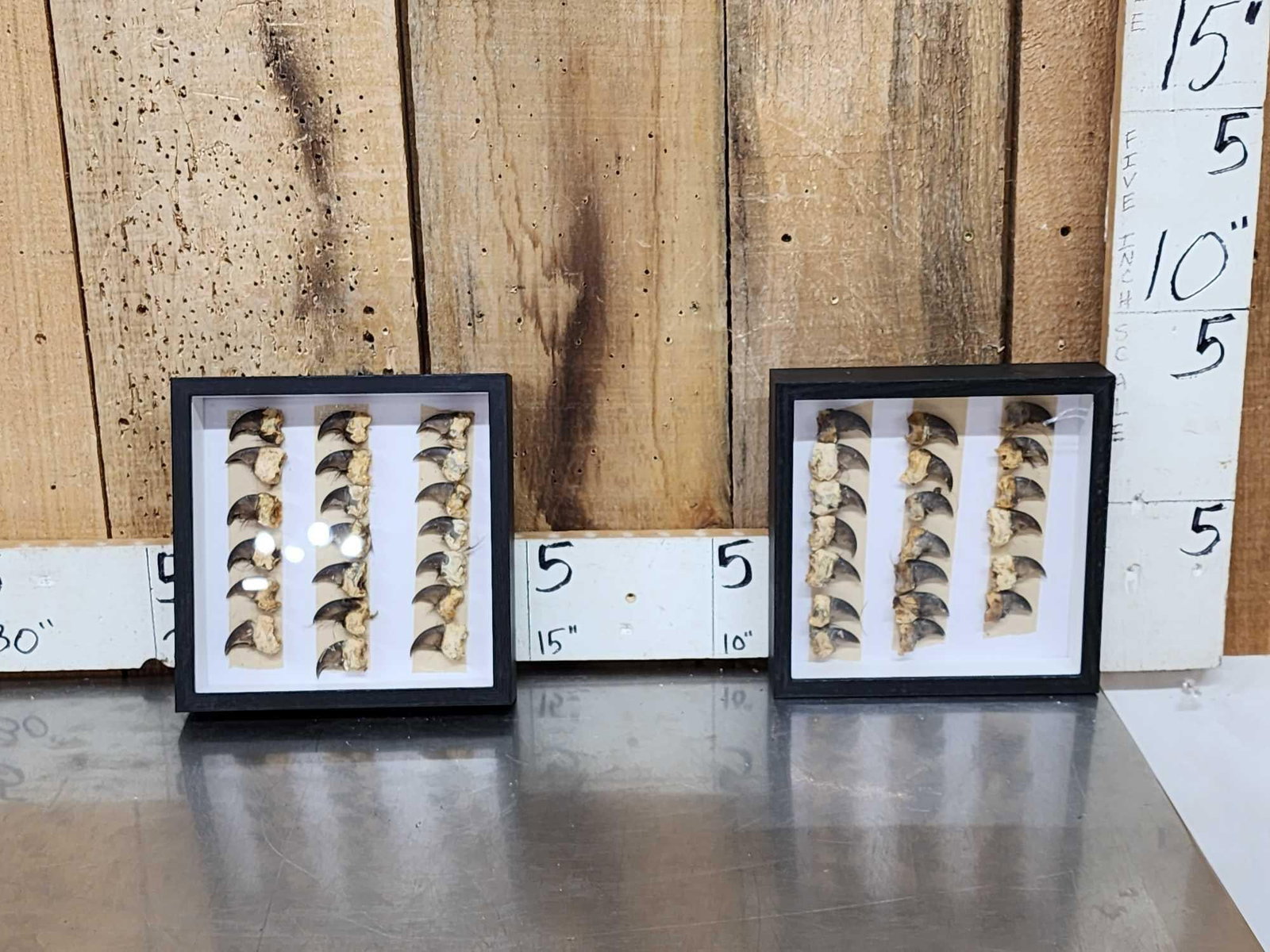 40 Black Bear Claws Taxidermy: 73.2 Great for crafts or jewelry