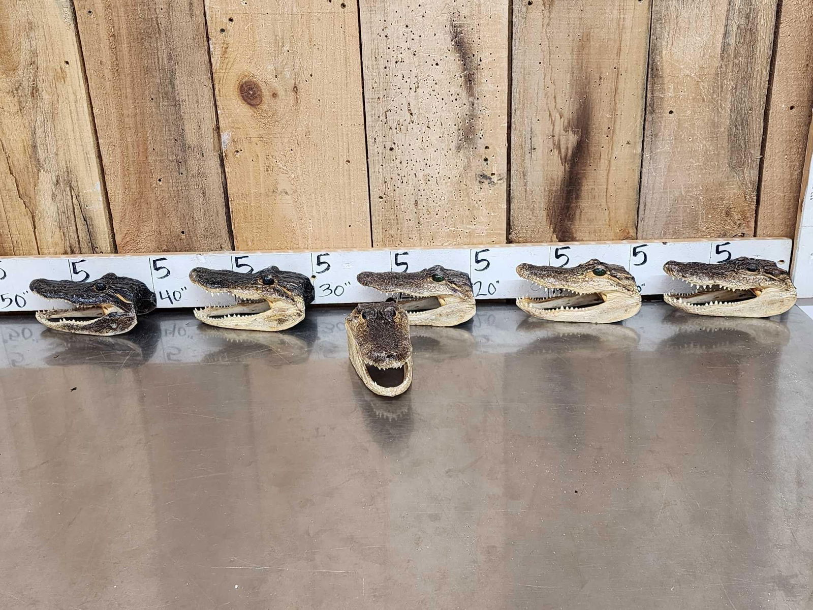 6 Taxidermy Alligator Heads (1 of 5)