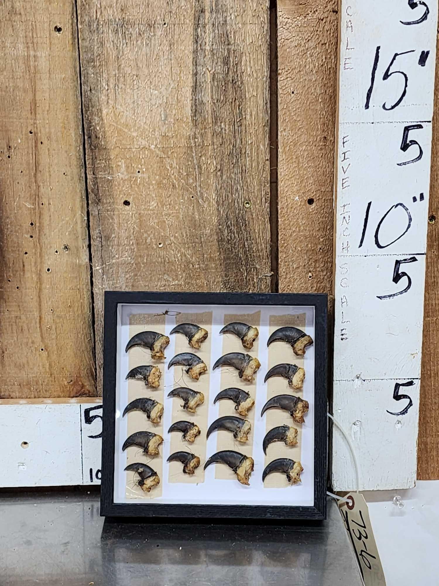 Set Of 20 Black Bear Claws Taxidermy (1 of 3)