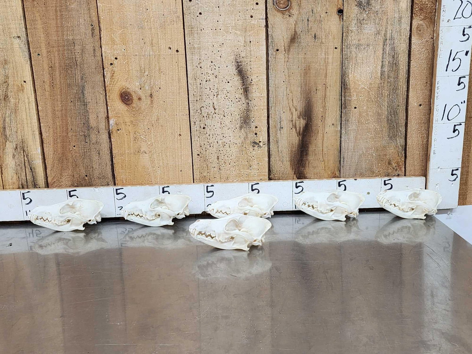 6 Coyote Skulls Taxidermy (1 of 8)