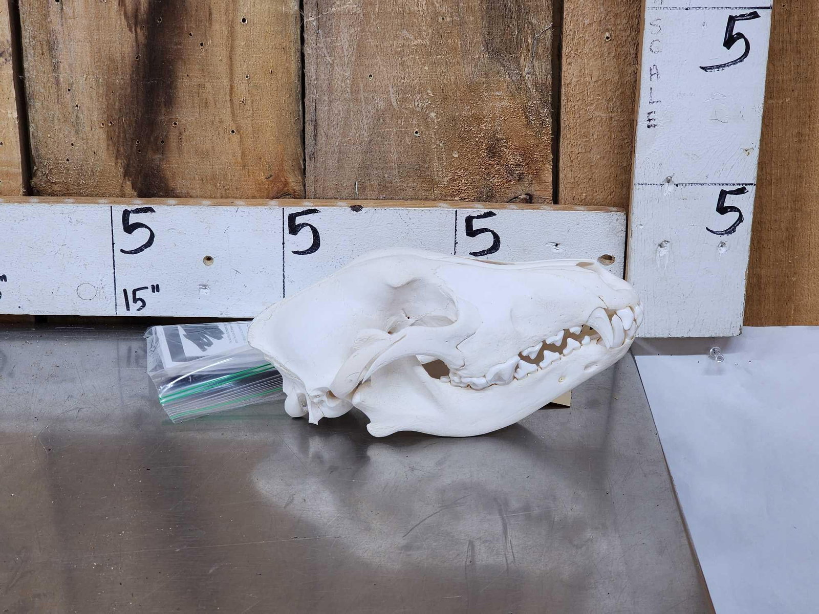 Alaskan Wolf Skull Taxidermy (1 of 4)