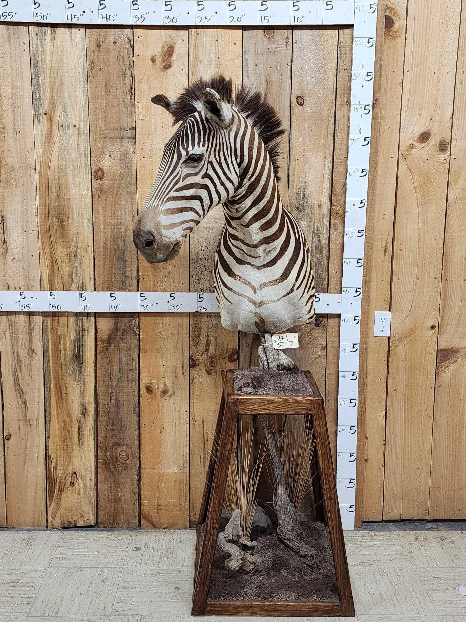 Zebra Pedestal Taxidermy Mount: 99.1 Solid mount good markings finished cutaway back on habitat Pedestal mount comes off for easy transport
