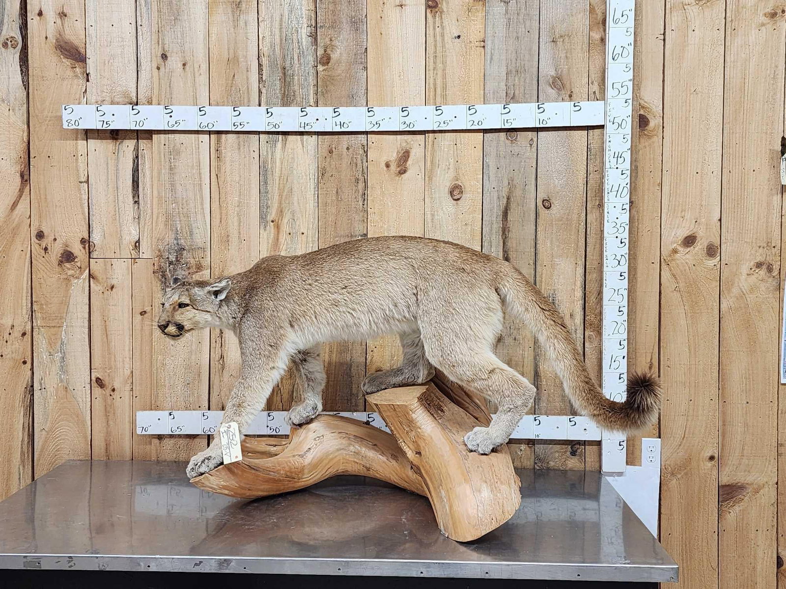Mountain Lion Cougar Full Body Taxidermy Mount (1 of 6)