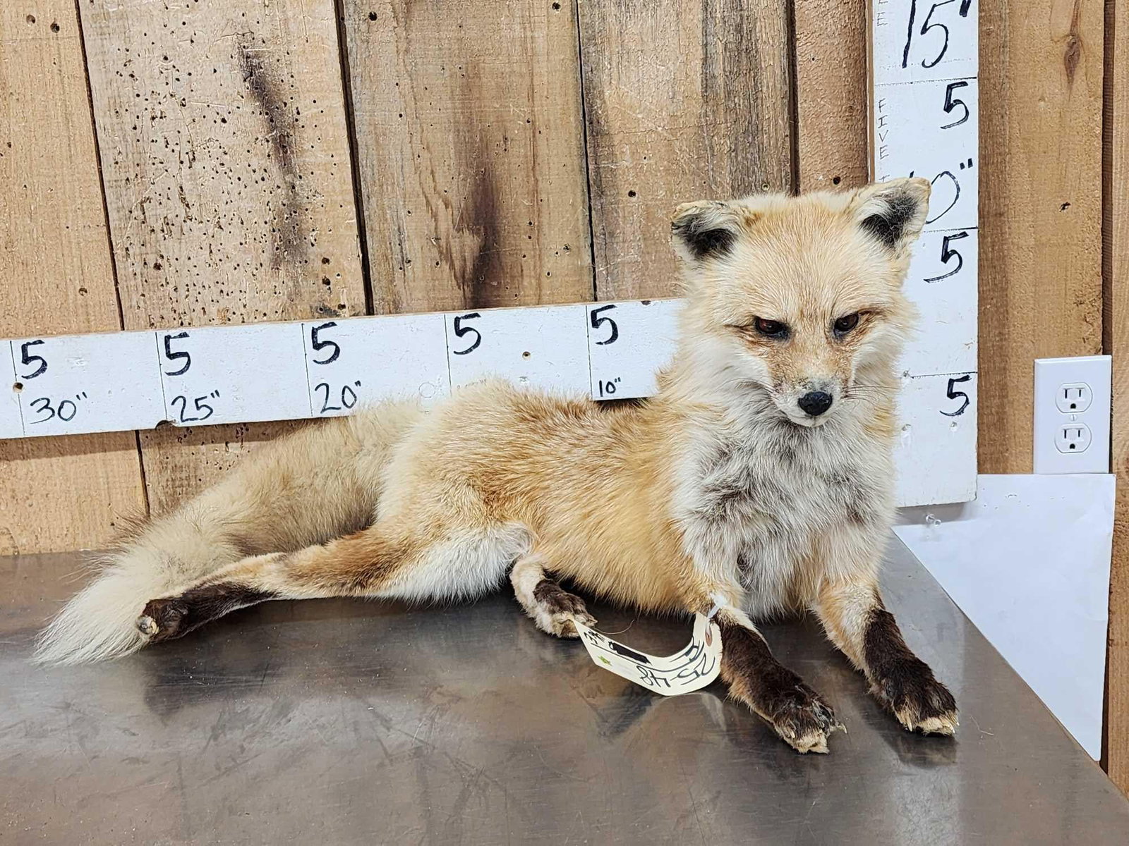 Red Fox Full Body Taxidermy Mount: 25.48 Solid vintage mount free standing piece put him anywhere in your display