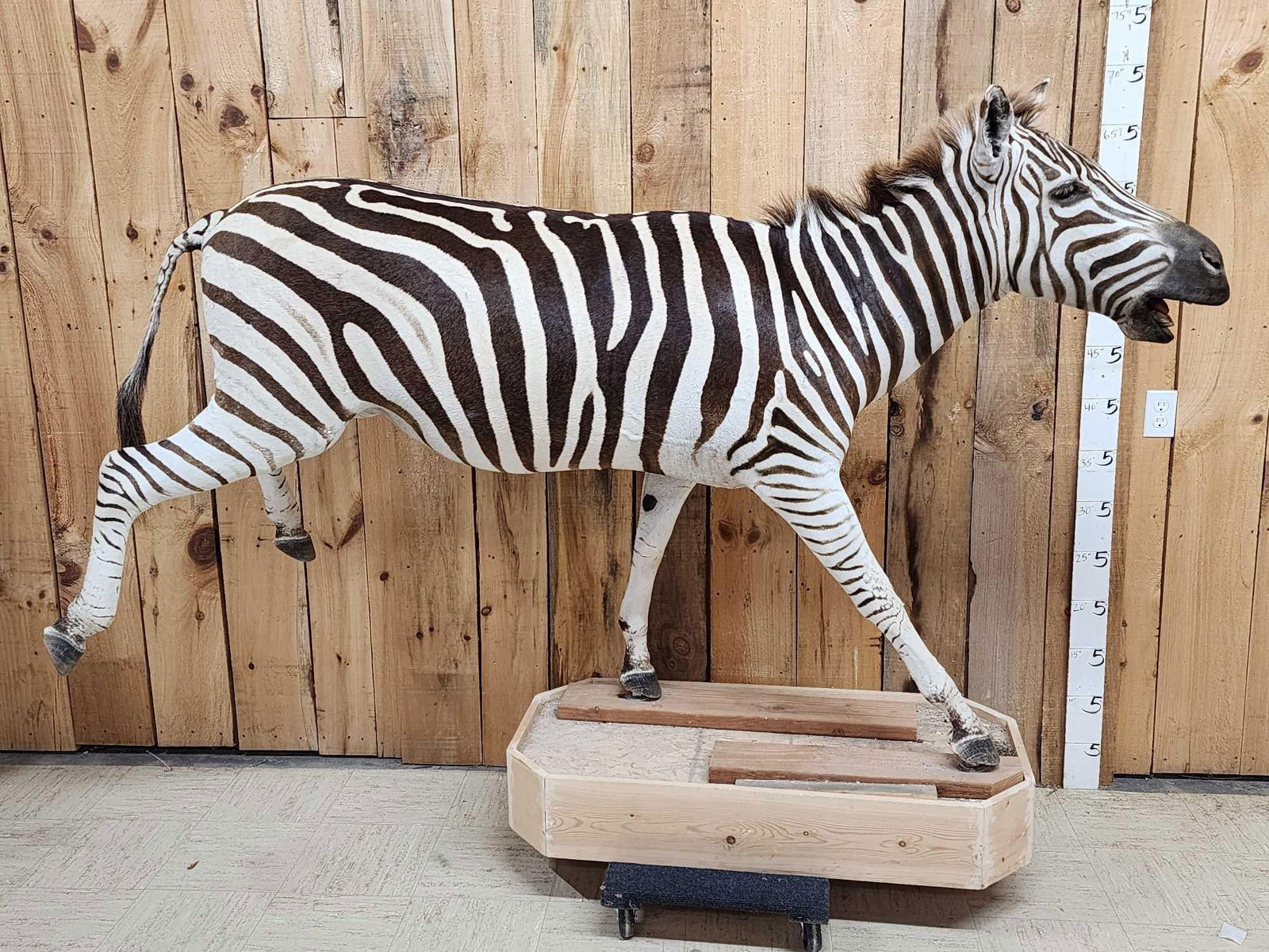 Zebra Full Body Taxidermy Mount: 102.1 Great markings just needs the base finished overall dimensions about 92" long x 63" tall x 29" wide