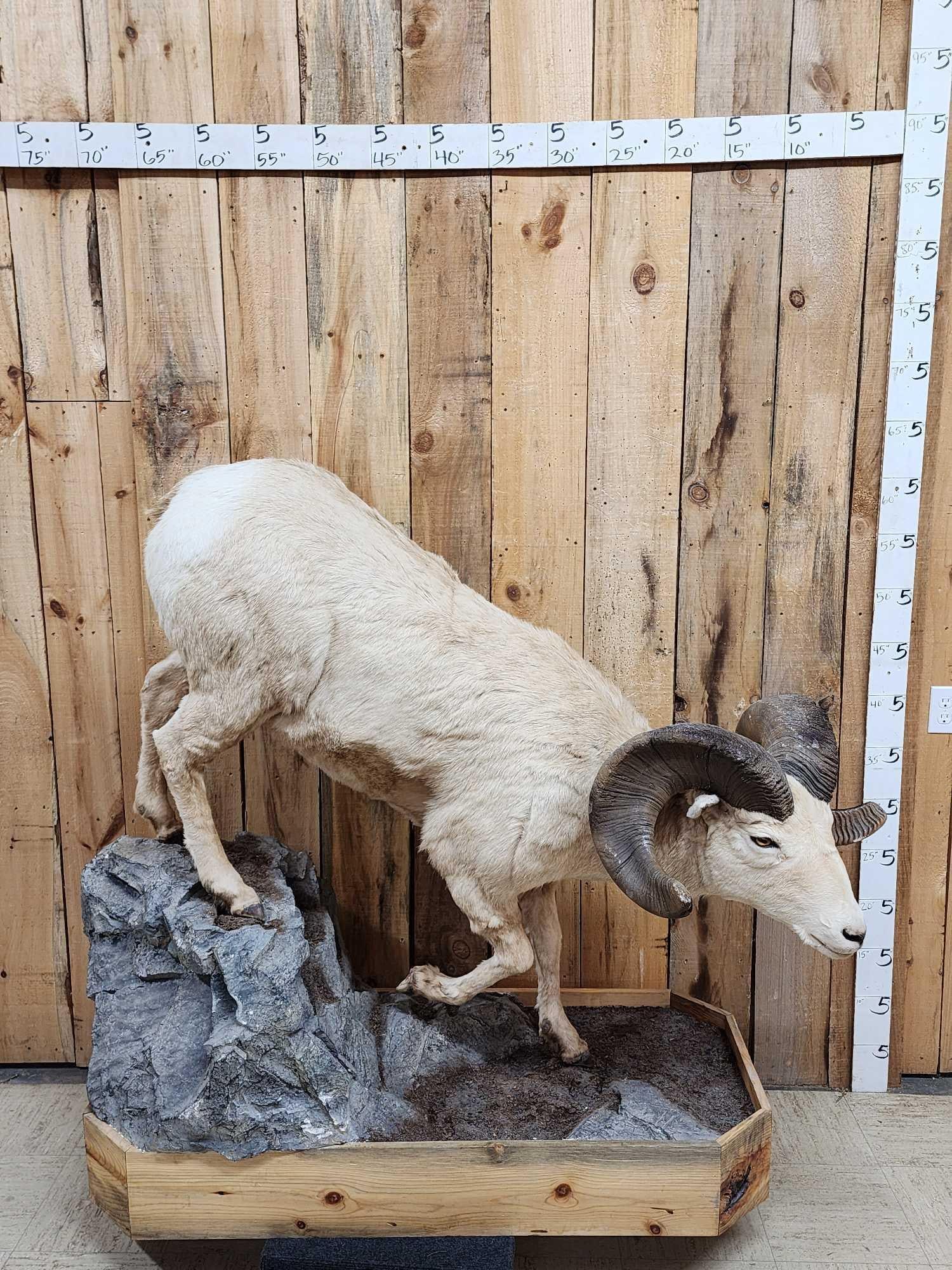 Bighorn Sheep Full Body Taxidermy Mount (1 of 6)