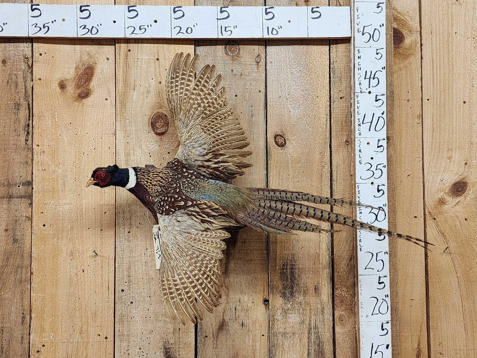 Ringneck Pheasant In Flight Bird Taxidermy (1 of 3)
