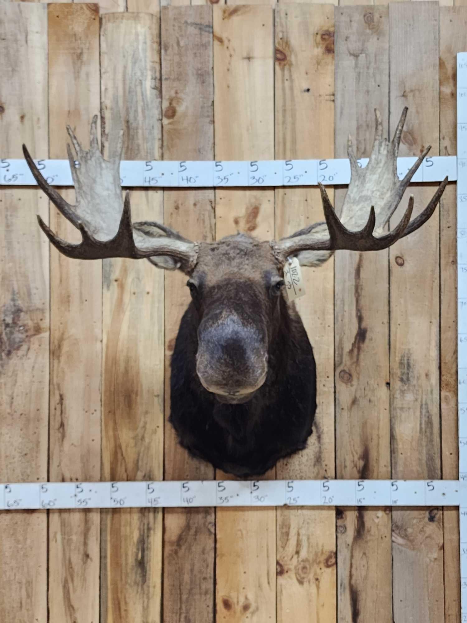 43" Wide Moose Shoulder Mount Taxidermy: 102.2 Nicely done mount detachable antlers for easy transport great piece to make a big statement in a smaller space