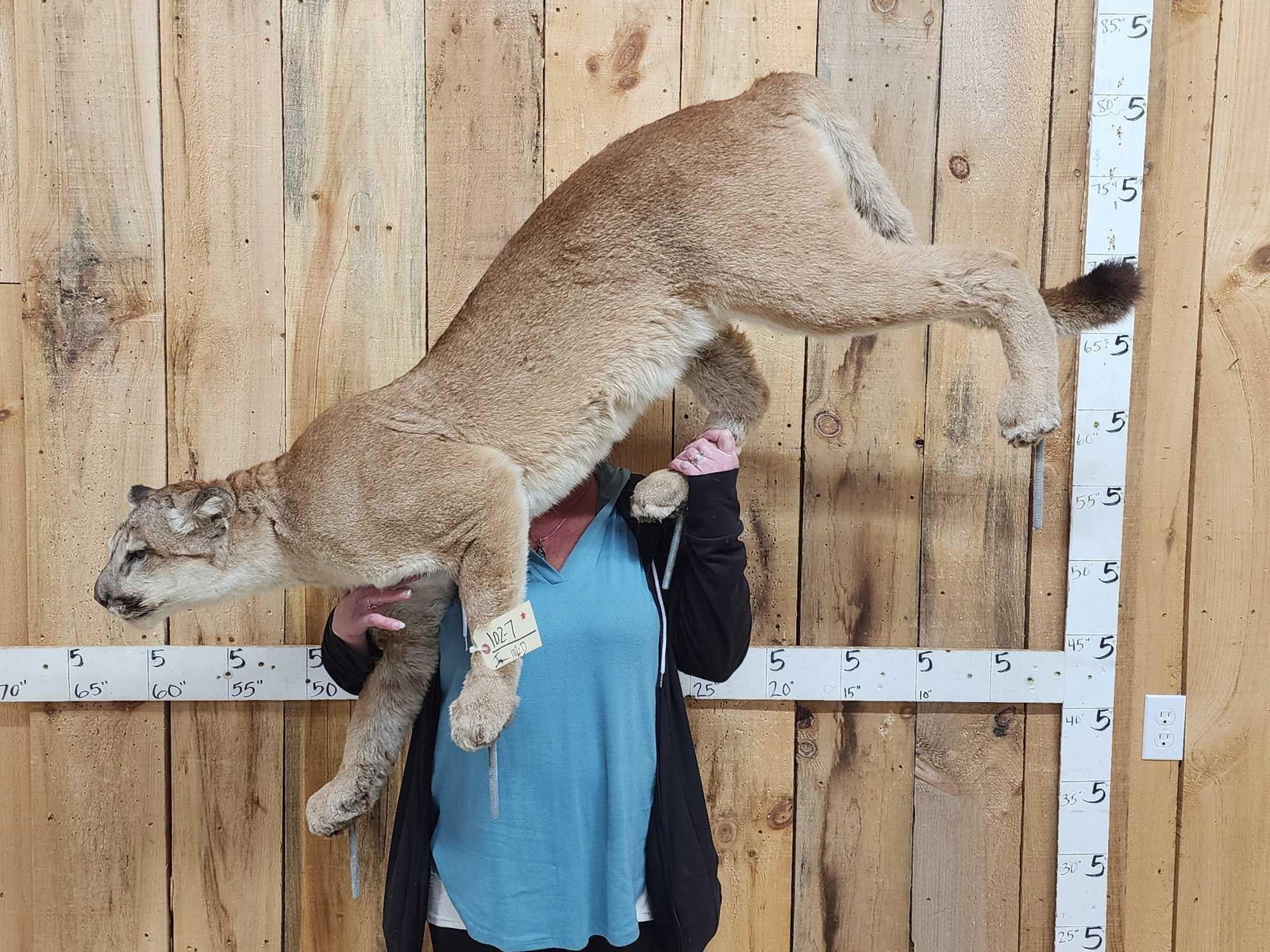 Mountain Lion Cougar Full Body Taxidermy Mount (1 of 6)