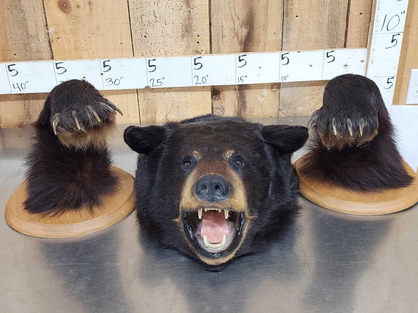 Modular Black Bear Taxidermy Mount (1 of 4)