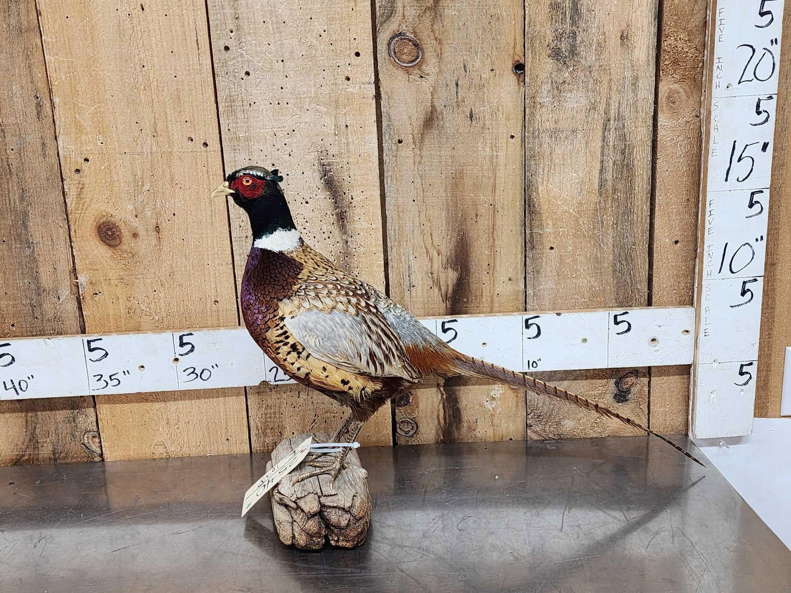 Ringneck Pheasant Full Body Bird Taxidermy (1 of 4)