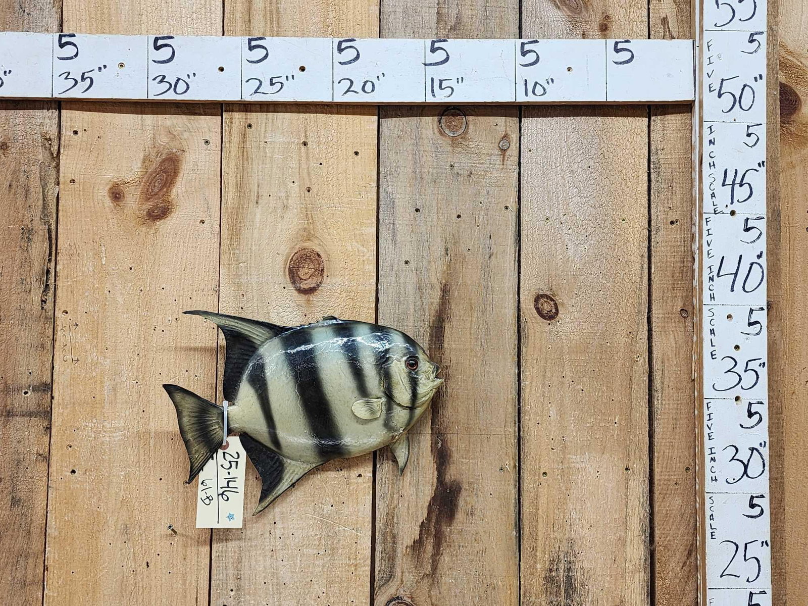 Vintage 14" Spadefish Real Skin Fish Taxidermy: 25.146 Very unusual to find a real Skin mount like this great piece for the antique Taxidermy collector