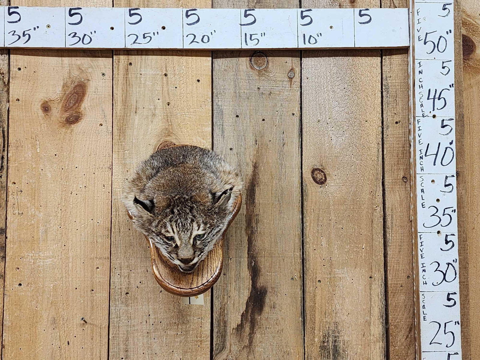 Bobcat Wall Pedestal Taxidermy Mount: 25.6 Classic look