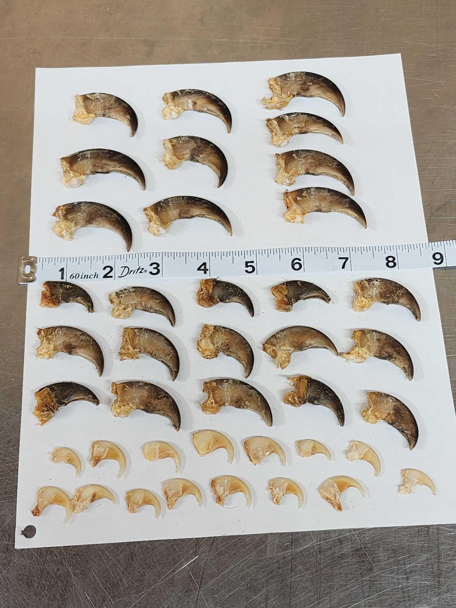 25 Black Bear Claws & 15 Bobcat Claws Taxidermy (1 of 4)
