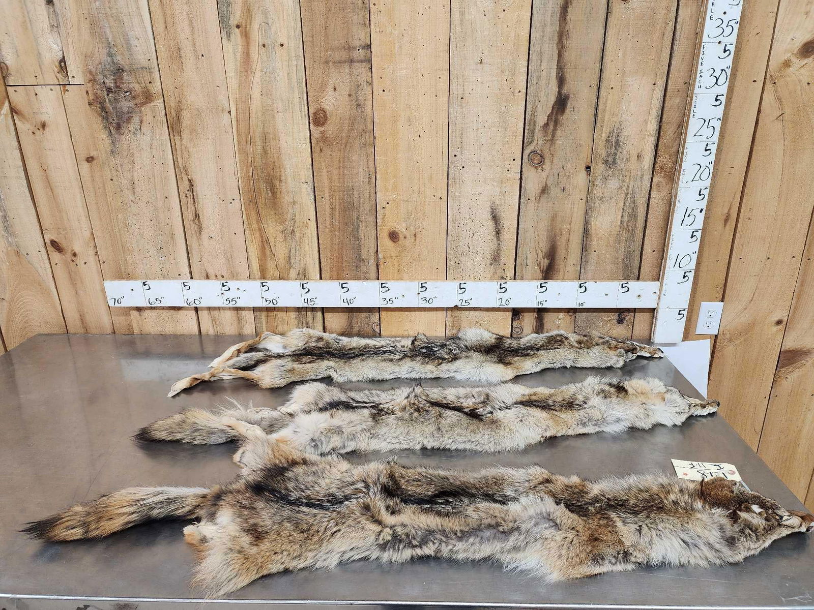 3 Coyote Soft Tanned Furs Taxidermy (1 of 5)