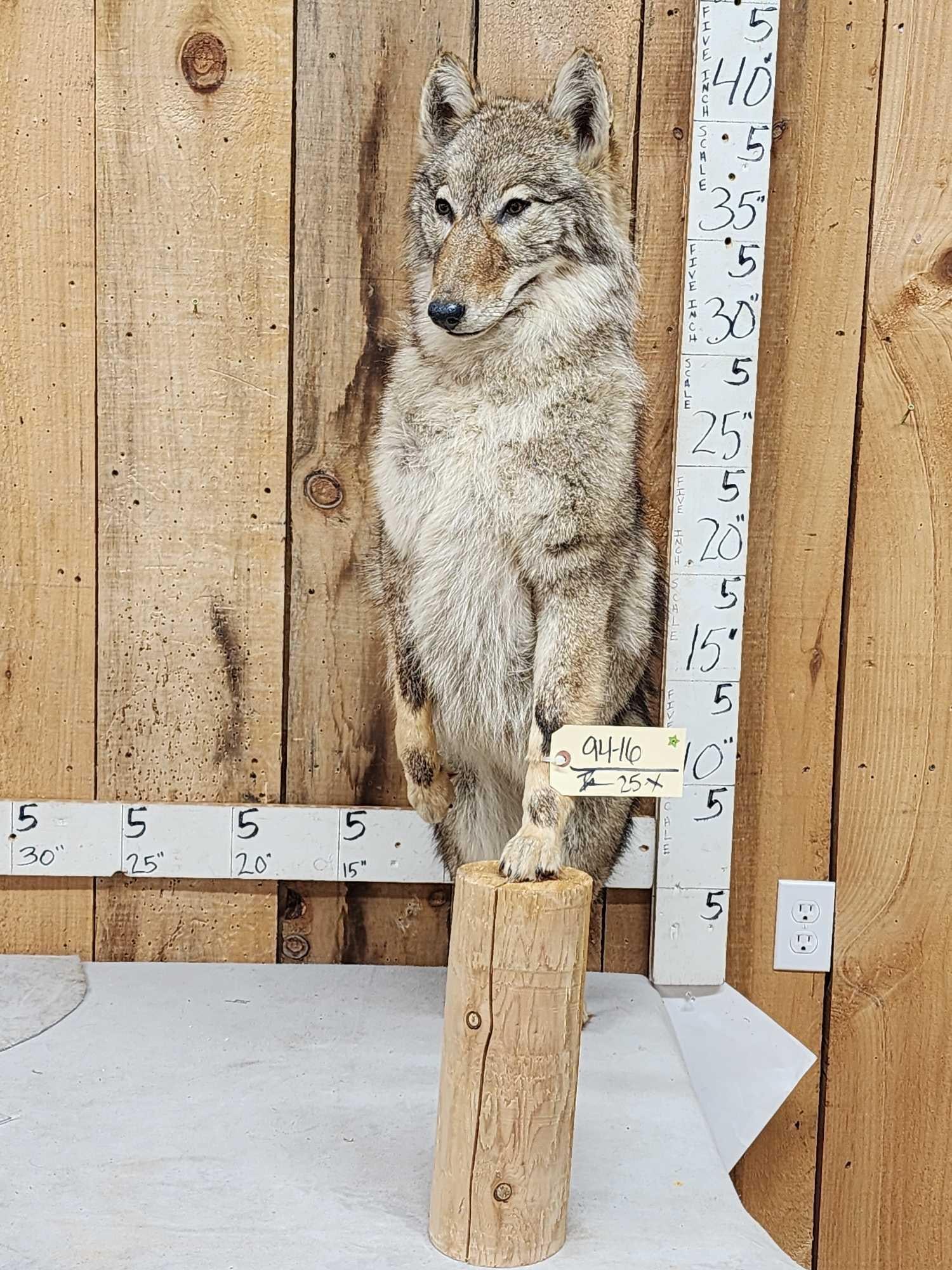 Coyote Full Body Taxidermy Mount: 94.16 Looking for his dinner nice clean mount