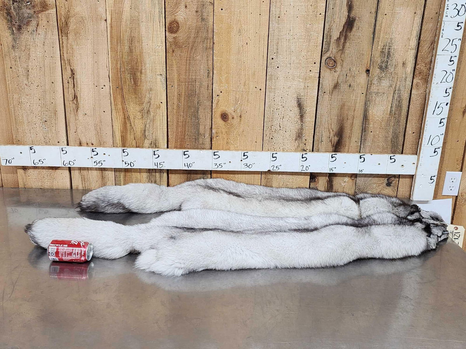 2 Blue Ranch Fox Soft Tanned Furs Taxidermy: 121.3 Unbelievably THICK soft fur big bushy tails awesome colors