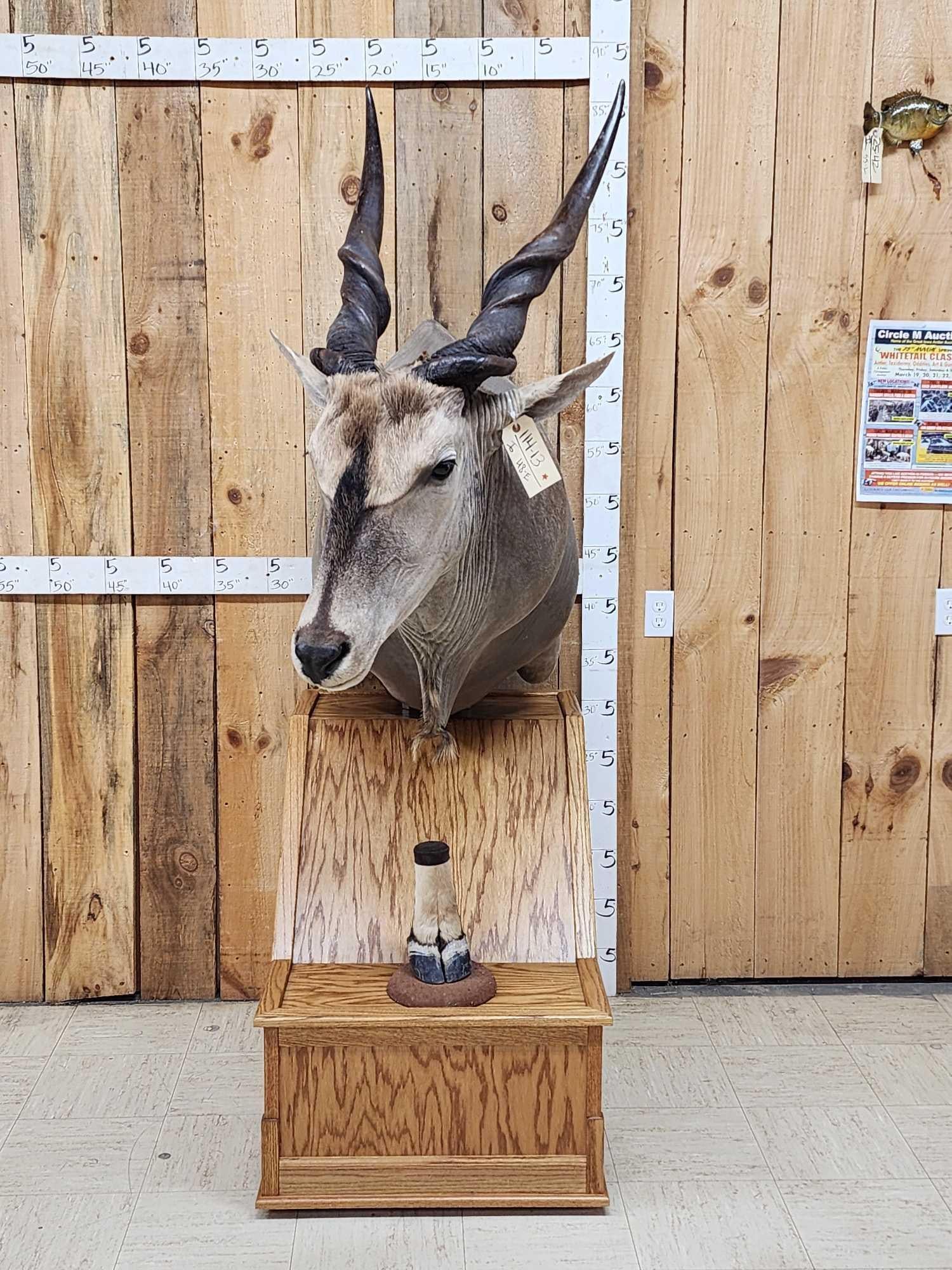 African Eland Pedestal Taxidermy Mount (1 of 14)
