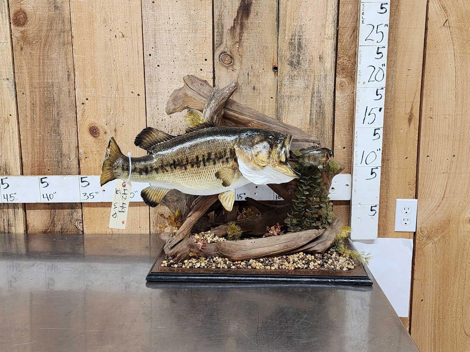 21" Largemouth Bass Real Skin Fish Taxidermy: 42.49 Chasing a Bluegill on habitat base