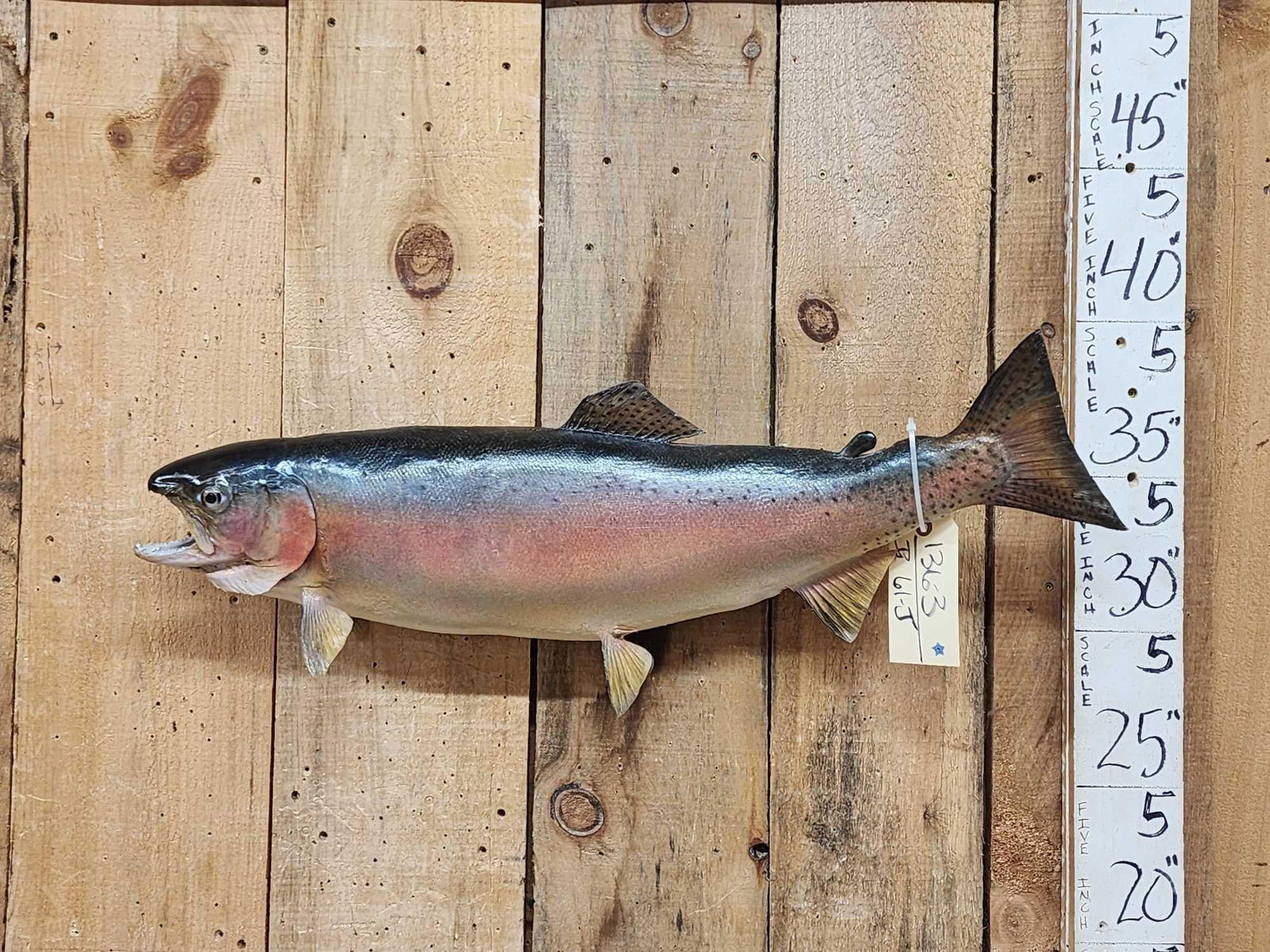 30" Rainbow Trout Real Skin Fish Taxidermy (1 of 4)
