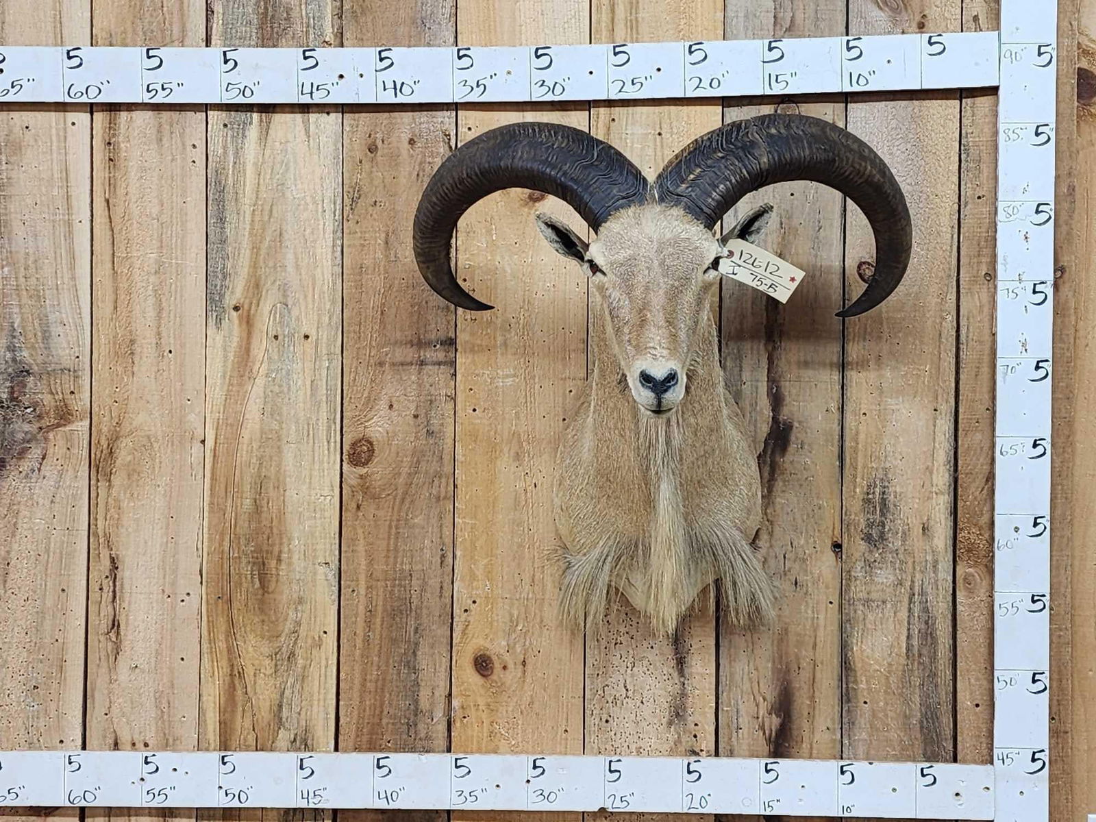 Aoudad Or Barbary Sheep Shoulder Mount Taxidermy (1 of 5)