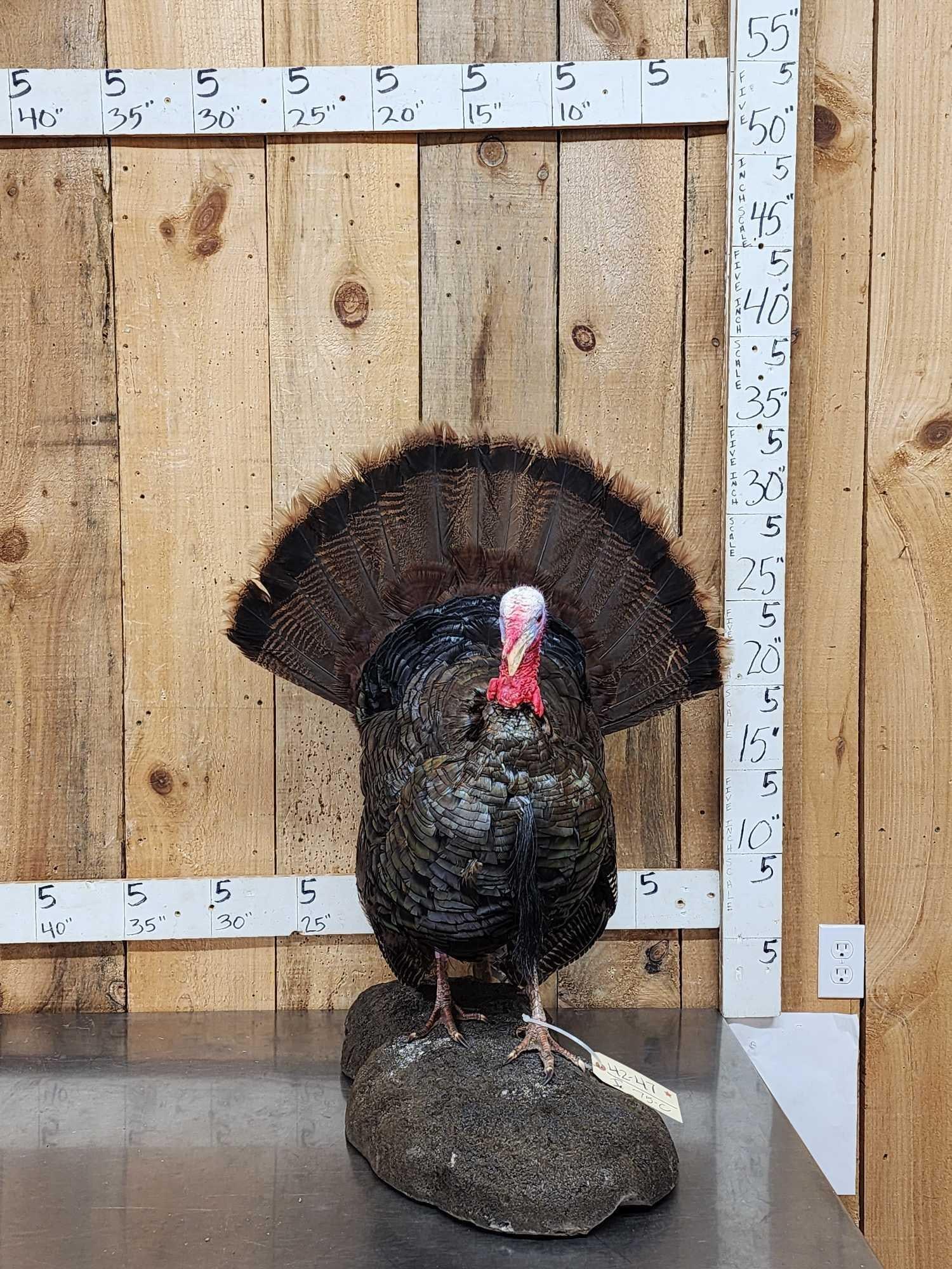 Strutting Turkey Full Body Bird Taxidermy (1 of 6)