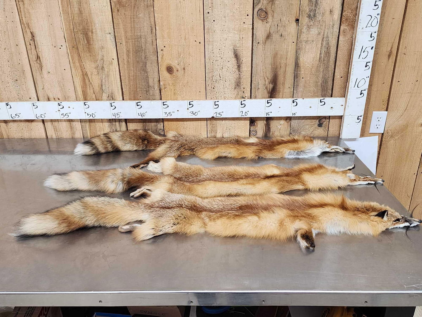 3 Red Fox Soft Tanned Furs Taxidermy (1 of 6)