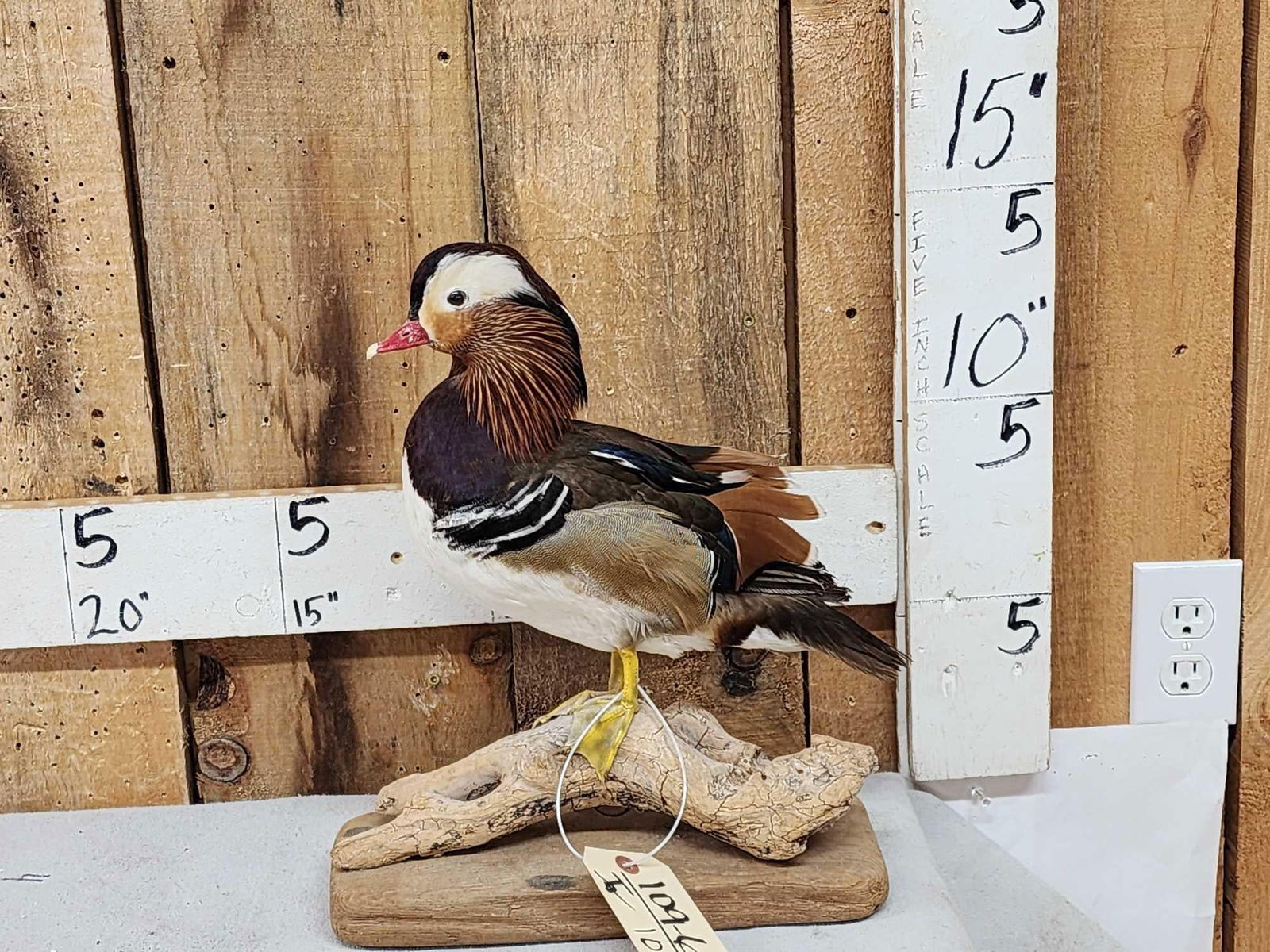 Mandarin Duck Full Body Bird Taxidermy: 109.6 Loud colors pretty mount on driftwood