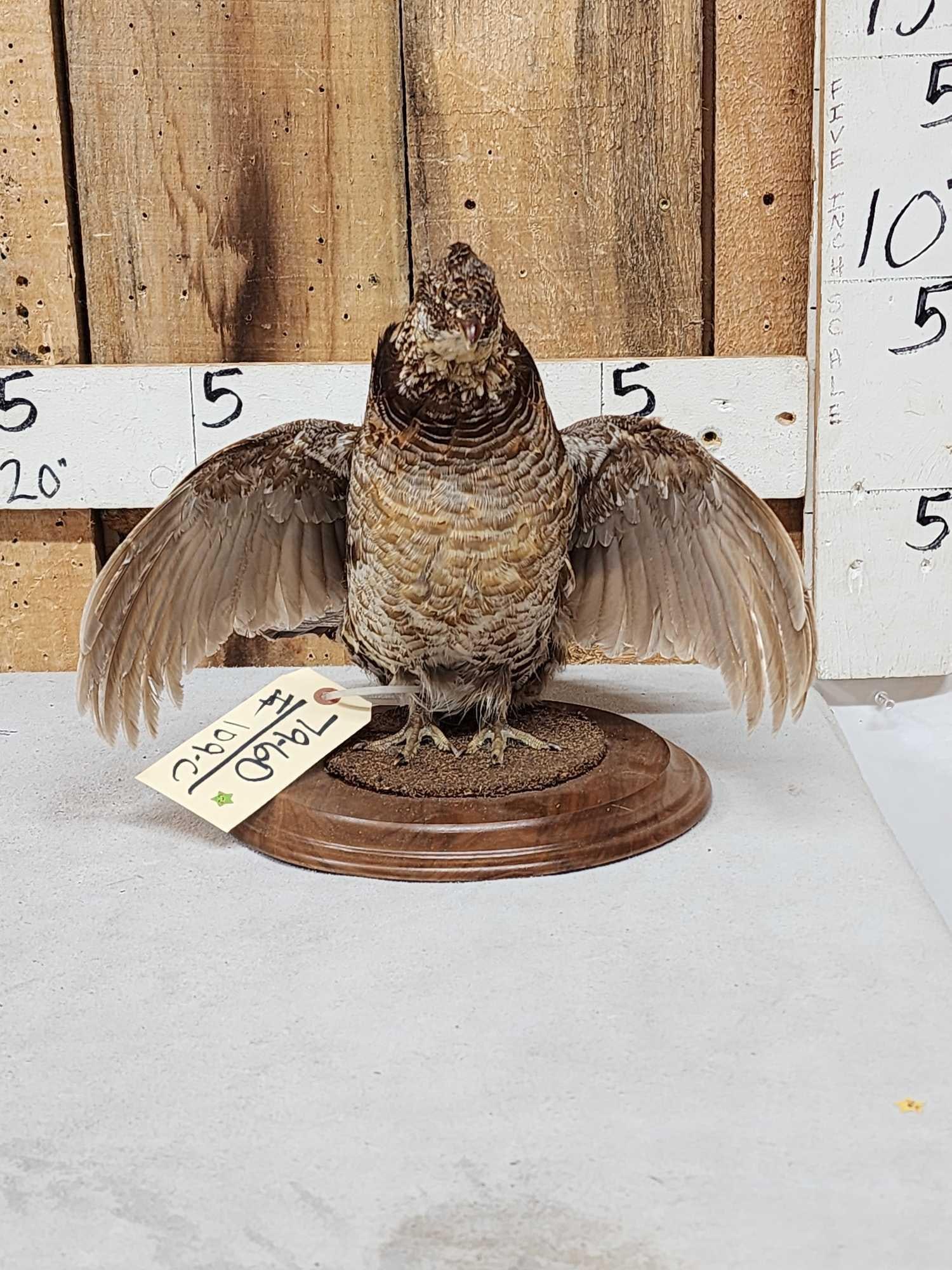 Ruffed Grouse Full Body Bird Taxidermy (1 of 5)