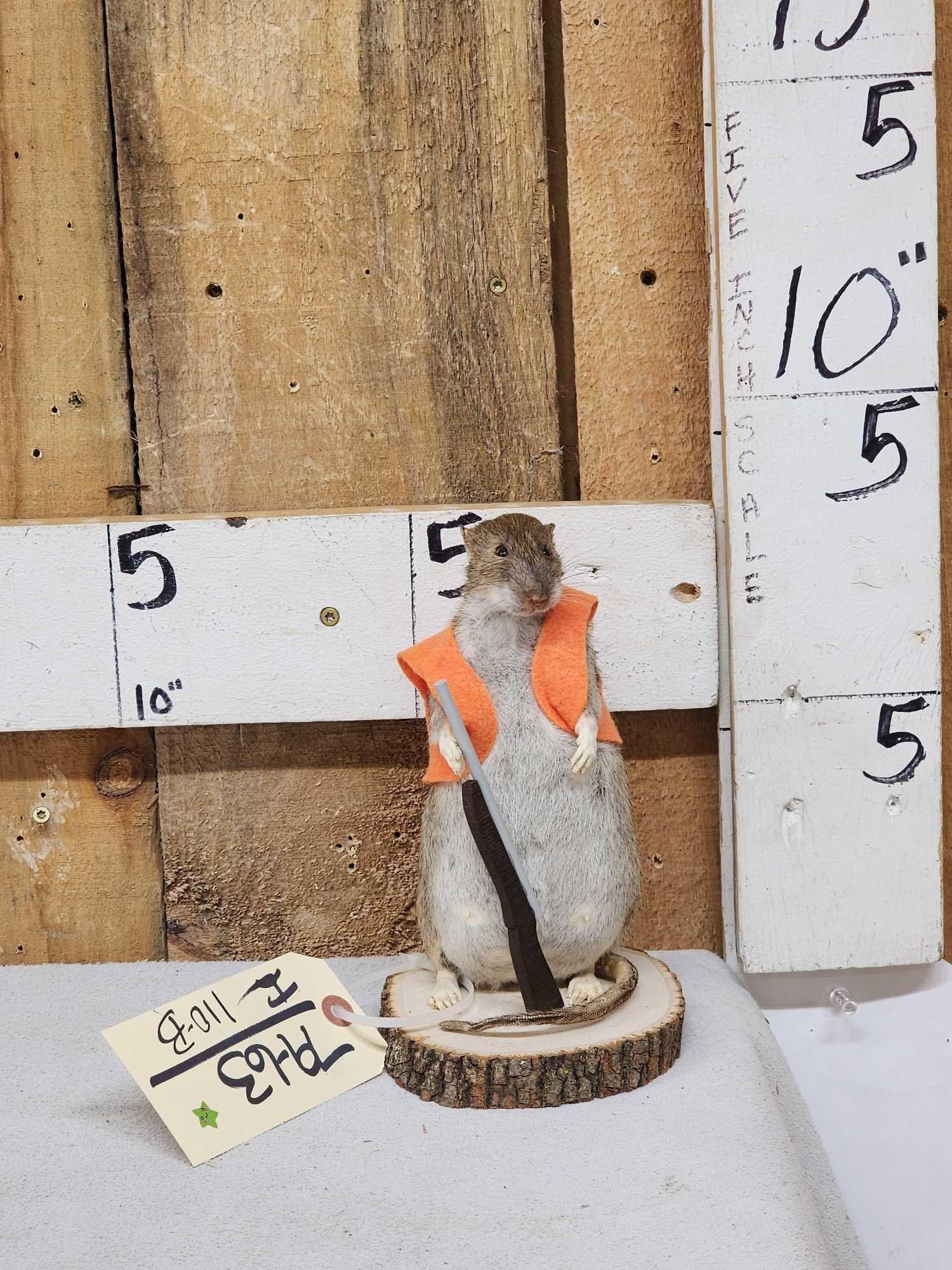 Hunting Rat Full Body Taxidermy Mount (1 of 5)
