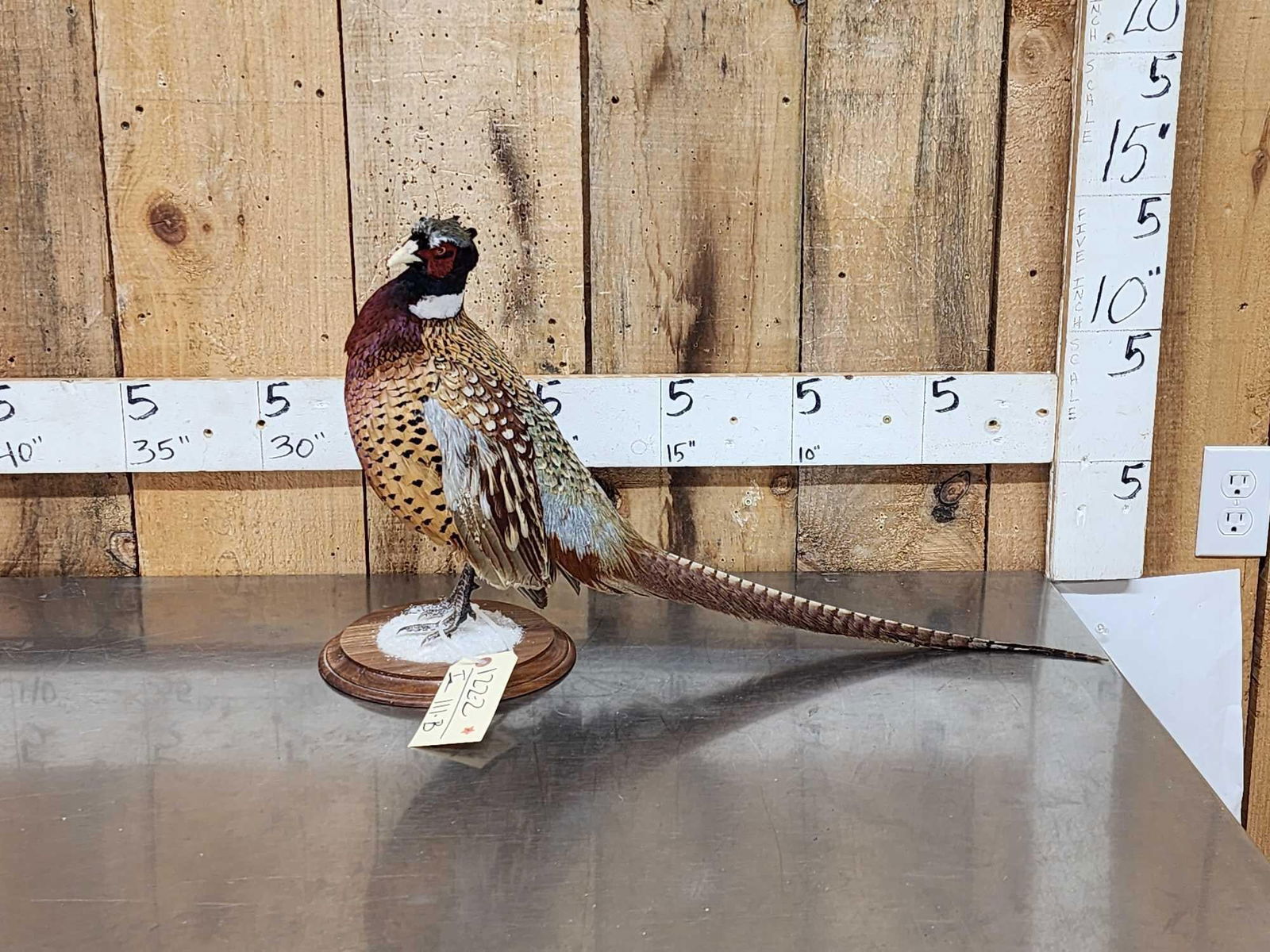 Ringneck Pheasant Full Body Bird Taxidermy (1 of 4)