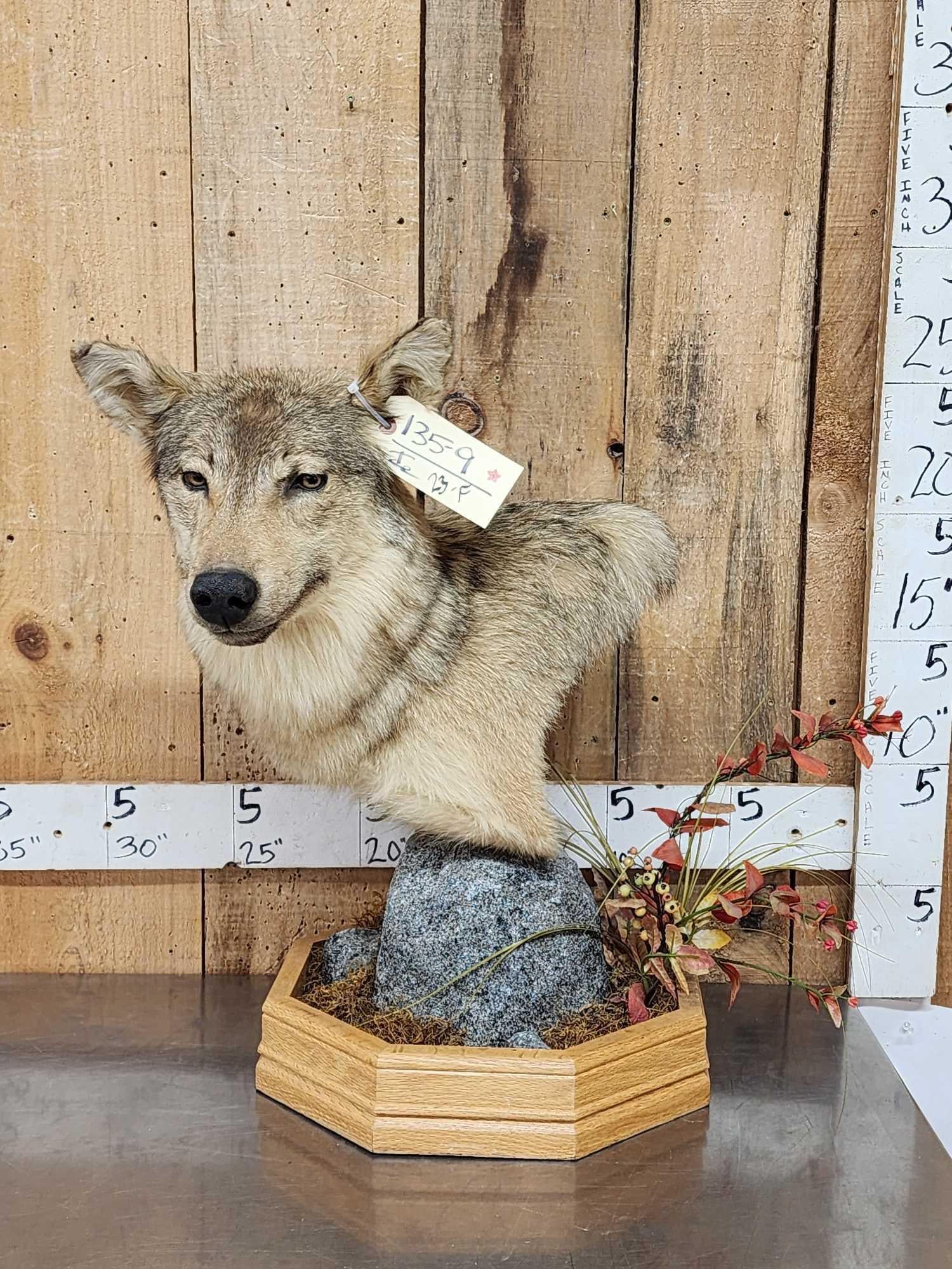 Alaskan Wolf Table Top Pedestal Taxidermy Mount: 135.9 Awesome look cutaway pedestal mount finished back on nice habitat base