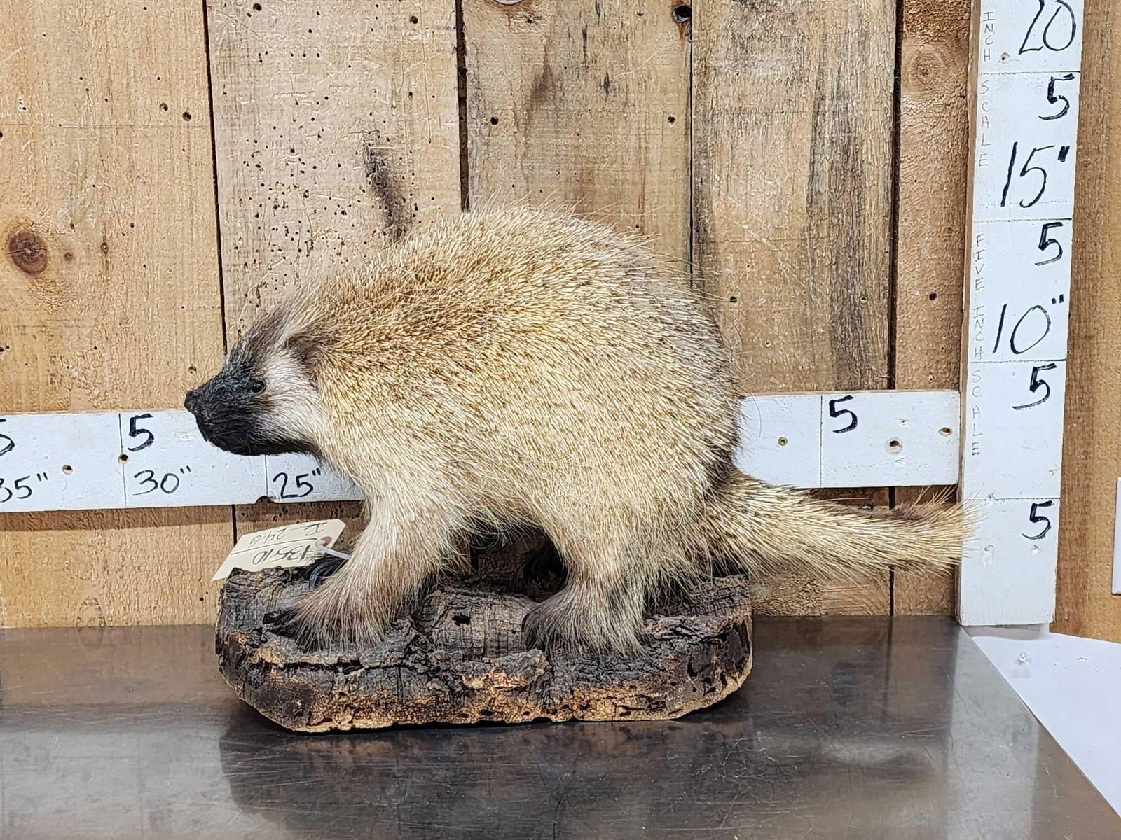 Juvenile Porcupine Full Body Taxidermy Mount (1 of 7)