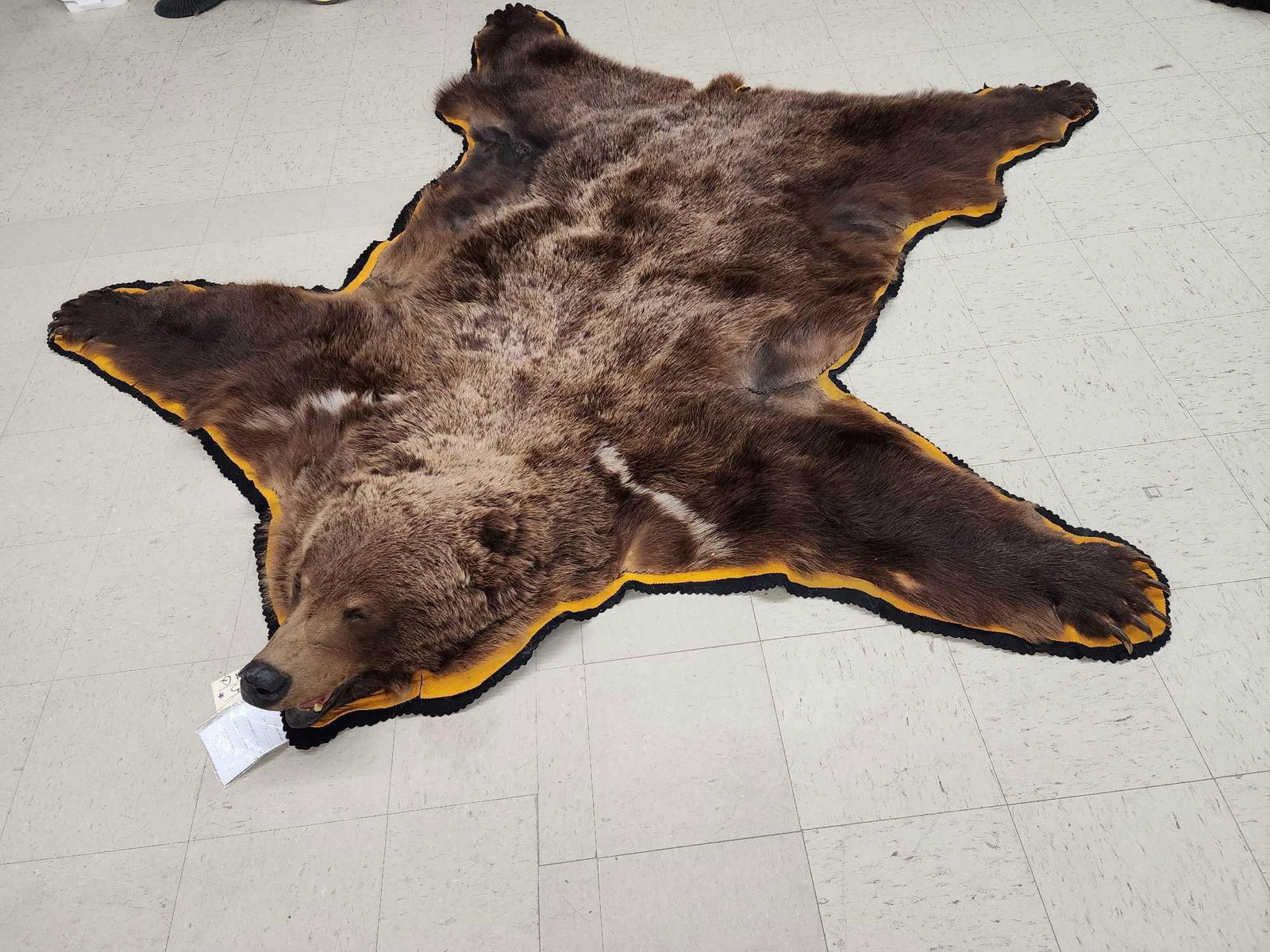 Alaskan Grizzly Bear Rug Taxidermy (1 of 11)