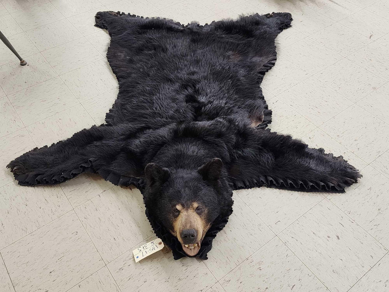Black Bear Rug Taxidermy (1 of 6)