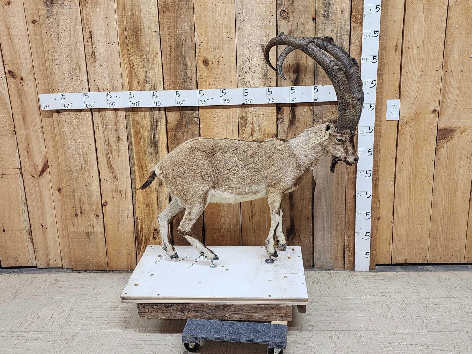 Siberian Ibex Full Body Taxidermy Mount: 123.27 Huge horns Right horn length about 39 1/2" left horn about 39 1/4" came out of a diorama on a temporary base bolt him down anywhere in your display