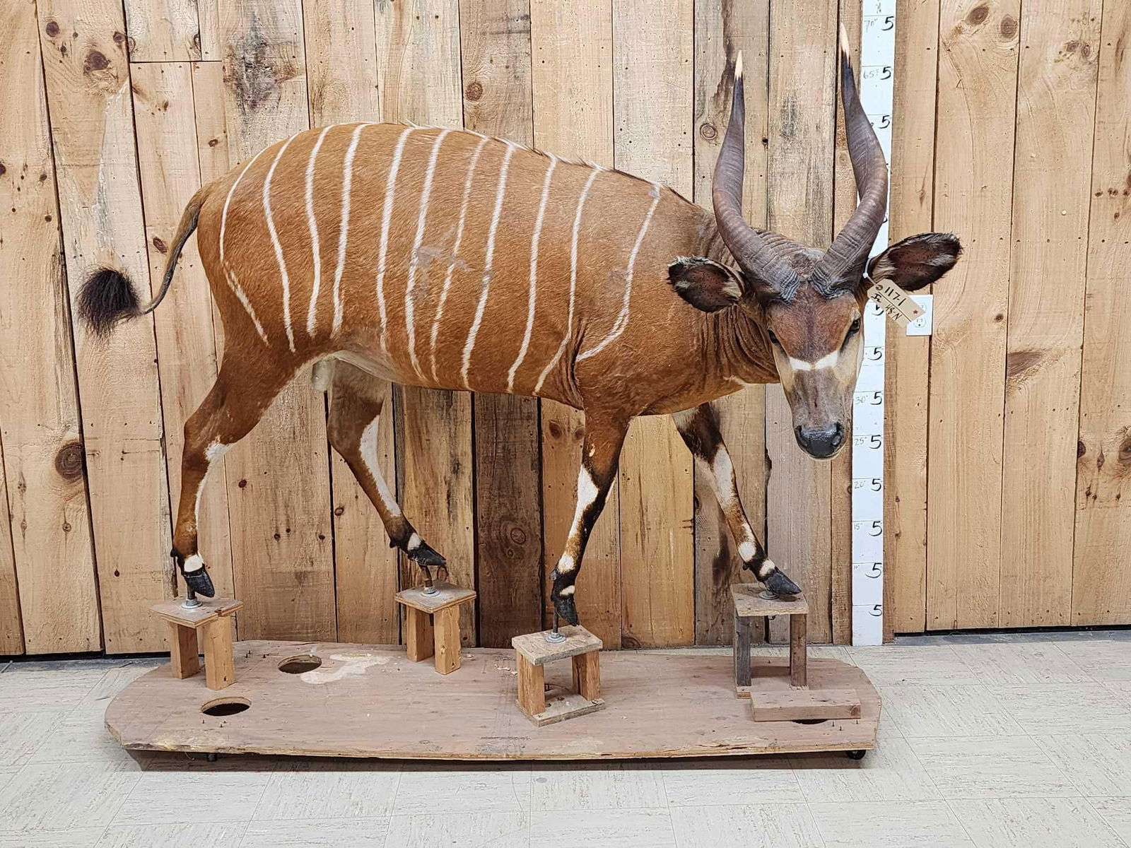 African Bongo Antelope Full Body Taxidermy Mount (1 of 7)